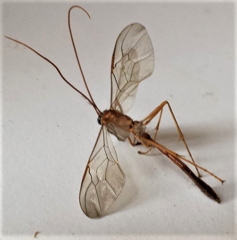 Ophion, Netelia o altro? Ichneumonidae Ophioninae: Enicospilus undulatus/inflexus
